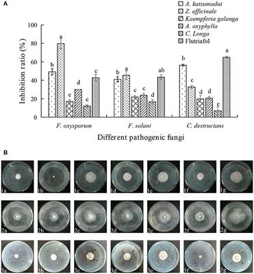 The Fight Against Panax notoginseng Root-Rot Disease Using Zingiberaceae Essential Oils as Potential Weapons